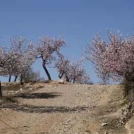 Flowering almond trees by Cora Unk