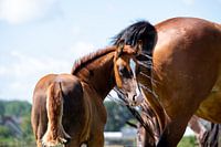 Foal in the meadow with mare