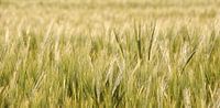 Grain field in spring