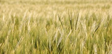 Grain field in spring by Werner Lehmann