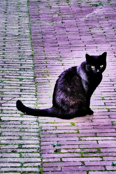 Utrecht - Zwarte kat weerschijn van Wout van den Berg
