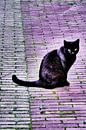 Utrecht - Zwarte kat weerschijn van Wout van den Berg thumbnail