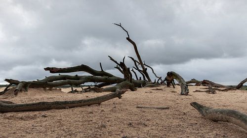 Arbre mort sur le Hoge Veluwe sur Dick Doorduin