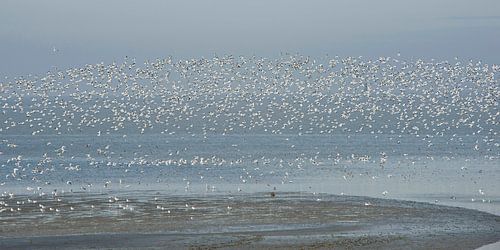 Kluten op het wad