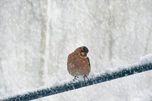 Vink