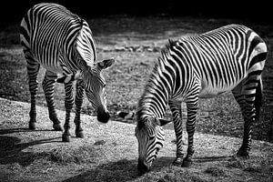 Zebras van Rob Boon