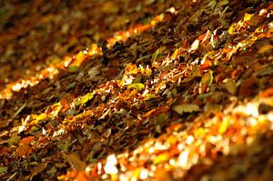 Herbstfarben in der Achterhoek von Arno Wolsink