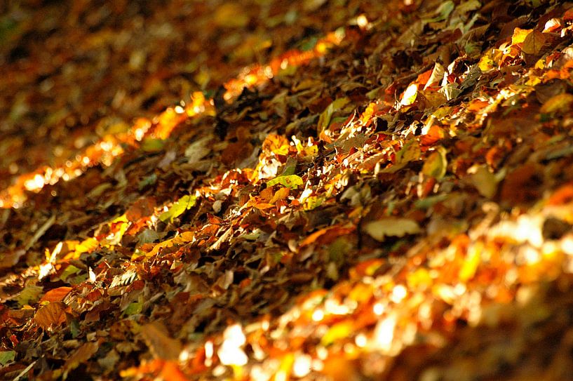 Couleurs d'automne dans l'Achterhoek par Arno Wolsink
