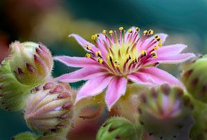 Sedum mit kleiner rosa Blüte
