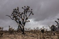Verbrande Joshua Tree