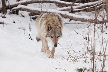 Rustig en gevaarlijk gaat. Beestenjacht prooi snuift. Grijze wolf vrouwtje in de sneeuw, mooi sterk  van Michael Semenov