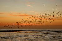 Swarm of birds after sunset