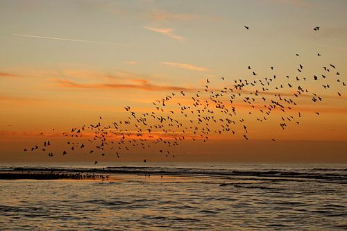 Swarm of birds after sunset
