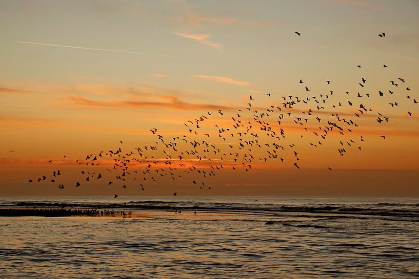 Swarm of birds after sunset by Monique van Middelkoop