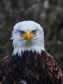 Magnificent portrait American Bald Eagle by Jimmy Keetman