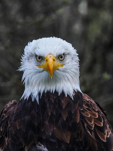 Magnifique portrait Aigle chauve américain