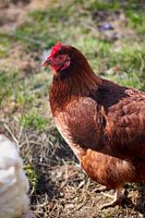 Poule aux plumes brunes dans une verte prairie
