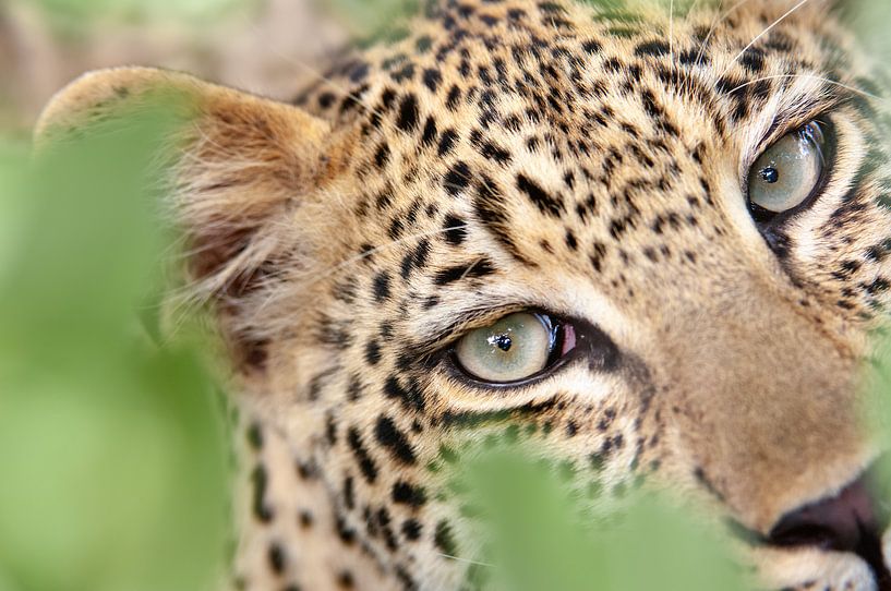 Les yeux de léopard par Jos van Bommel
