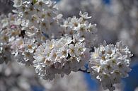 Cherry blossom in bloom by JTravel thumbnail