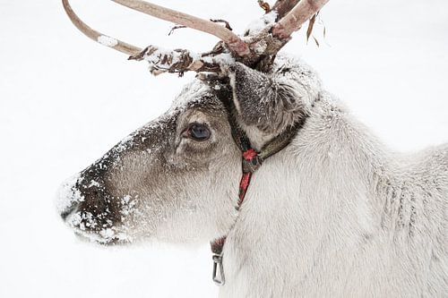 Close-up van een rendier in de sneeuw