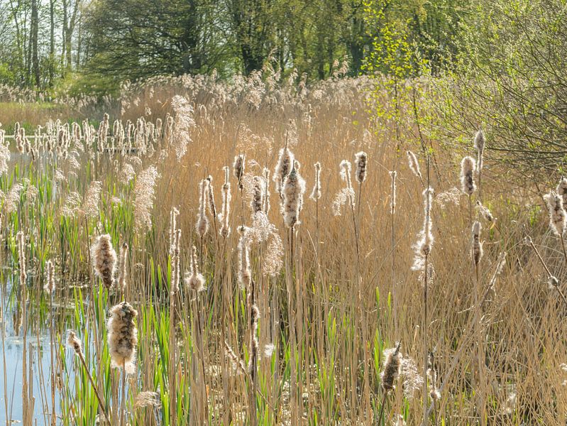 Bulrush, Cattail by Ronald Smits