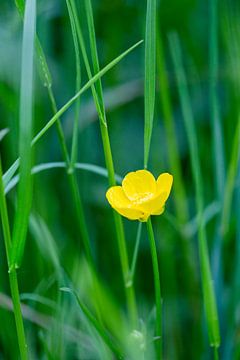 Buttercup by Isa Dolk