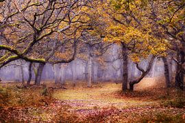 Herbstwald im Nebel von Monique van Genderen (in2pictures.nl fotografie)