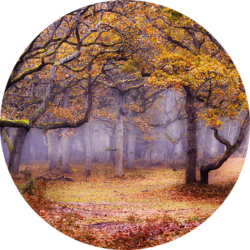 Herfstbos in de mist van Monique van Genderen (in2pictures.nl fotografie)