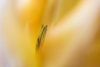 Blume