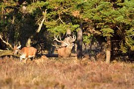 Love couple by Menno Selles