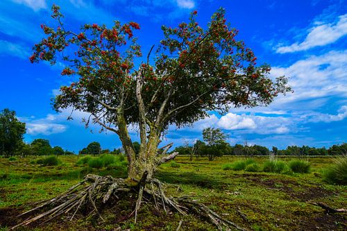 Boom met de wortel boven de grond in het Bargerveen.