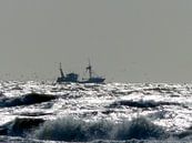 Meeuwen achter vissersboot van Angelique Roelofs thumbnail
