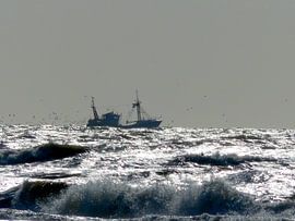 Meeuwen achter vissersboot von Angelique Roelofs