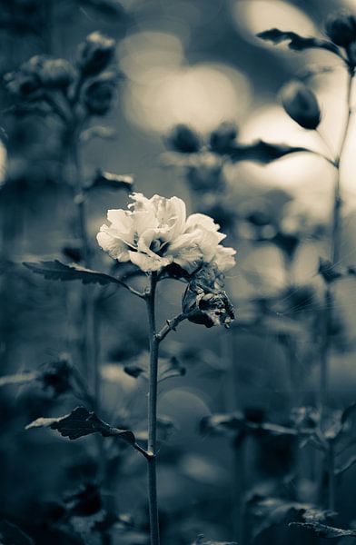 Fleurs partie 490 par Tania Perneel