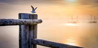 LP 71337546 Seagull at a wooden pole at sunrise by BeeldigBeeld Food & Lifestyle thumbnail