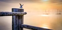 LP 71337546 Seagull at a wooden pole at sunrise