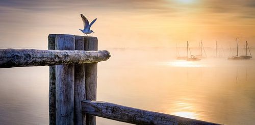 LP 71337546 Seagull at a wooden pole at sunrise