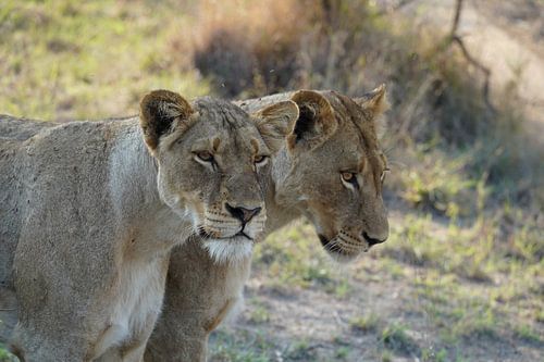 2 Löwen auf der Lauer