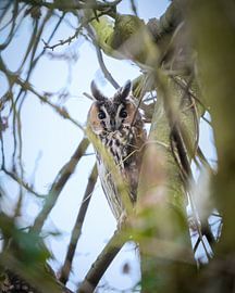 Long-eared owl in the tree