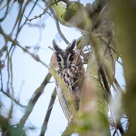 Waldohreule auf dem Baum von Tom Zwerver