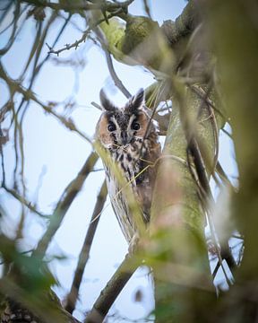Long-eared owl in the tree by Tom Zwerver