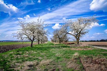 Landschap in Beieren met een bloeiende boom in de lente