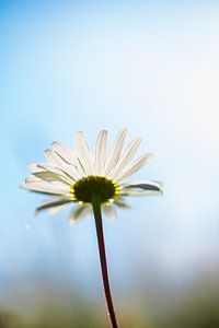 Une fleur du soir brillante