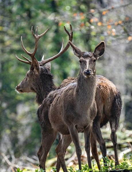 Stag by Hans-Bernd Lichtblau