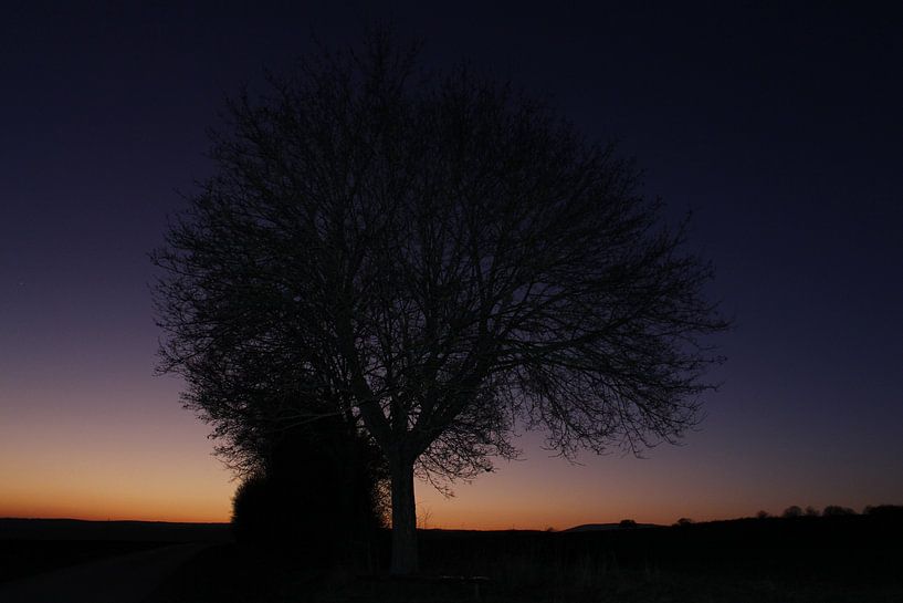 Magic Hour dans la nature avec arbre par Martin Flechsig