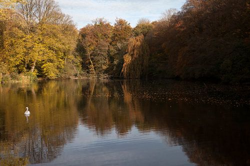The Swan and the Lake