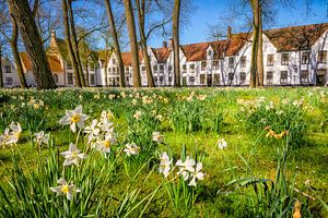 Narcissus 'beguinage' van Johan Vanbockryck