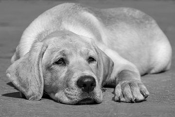 Blonde labrador pup ligt te luieren in het zwart-wit. van Michar Peppenster