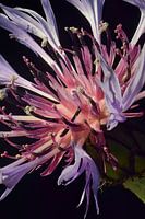 cornflower