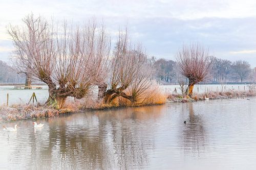 Knotwilgen langs de Kromme Rijn op een koude winterse ochtend.